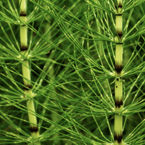 Close-up of green horsetail plant stems with segmented nodes.